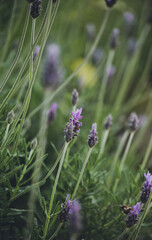lavender field in region