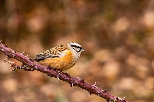 Emberiza cia - The mountain bunting is a species of passerine bird of the scribal family.
