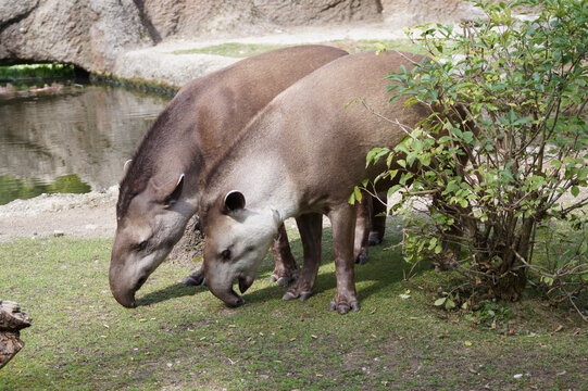 zwei Tapire im Zoo Z&uuml;rich