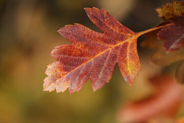 Obraz premium red maple leaf