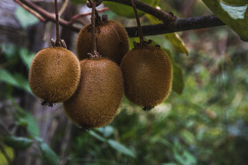 Fresh kiwi fruit on a tree with leaves. Exotic tropical ripe fruits of the kiwi plant. A yellow kiwi hanging from a branch with green leaves on a sunny autumn day. Selective focus.