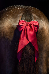 Pferd mit roter Schleife im Schweif © Petra Fischer