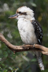 lachender Hans, Zoo Zürich