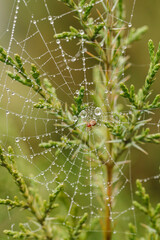 spider on web