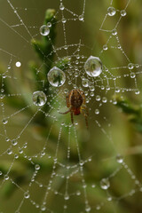 spider web with dew drops