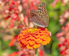 big beautiful butterfly