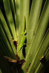grüner Gecko versteckt sich auf grün der Pflanze, Zoo Zürich
