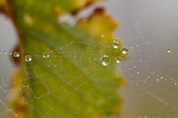 drops on leaves