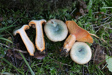 Lactarius deterrimus, known as false saffron milkcap or orange milkcap, wild edible mushroom from Finland
