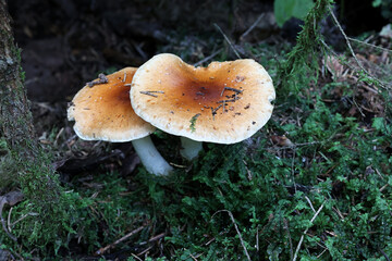 Pholiota lubrica, a scalycap mushroom from Finland, no common English name