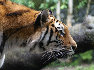aufmerksamer Tiger im Profil, Zoo Zürich