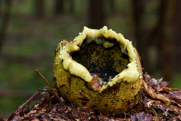 Close up of a rotting, wet Common earthball, also known as Pigskin poison puffball