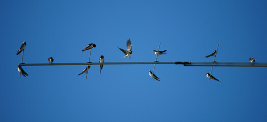 Rauchschwalben auf Antenne