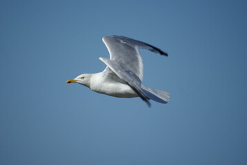 Möwe im Flug
