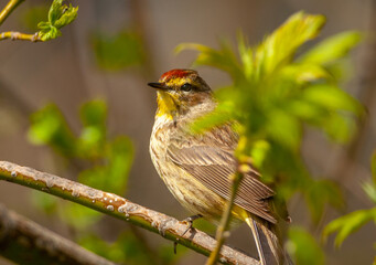 Palm Warbler