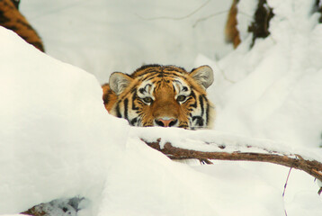 Tiger lauert hinter Ast im Schnee, Zoo Zürich