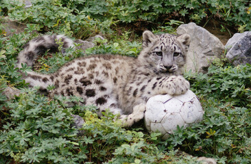 junger Schneeleopard spielt mit Ball, Zoo Zürich