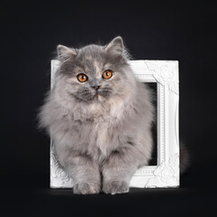 Fantastic fluffy tortie British Longhair cat kitten, standing through white picture frame. Looking towards camera with orange eyes. Isolated on a black background.