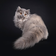 Fantastic fluffy tortie British Longhair cat kitten, i turning movement. Looking over shoulder away...