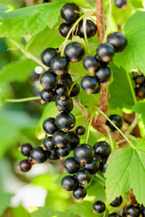 Blackcurrants on the bush branch.