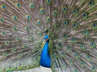 Obraz premium Pfau macht das Rad, Zoo Zürich