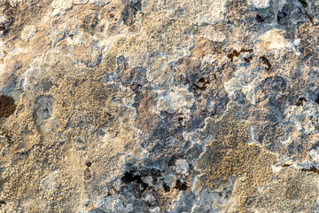 Lichens in mountains. Beauty in nature. Topic - backgrounds created by natur