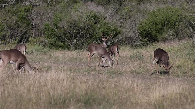 Beautiful Whitetail Deer Buck in Texas farmland	
