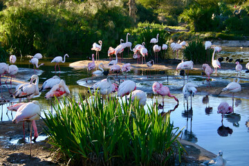 flock of flamingos feeding from the pond