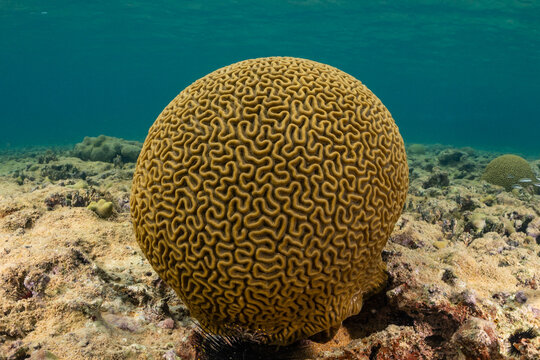 A perfectly healthy specimen of brain coral in the Caribbean sea. This hard coral was shot in the Cayman Islands where colonies like it create reef structure for marine life to thrive in