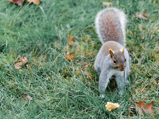 squirrel in the park