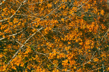 autumn leaves background