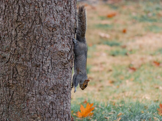 squirrel on a tree