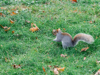 squirrel in the park