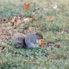 squirrel eating nut