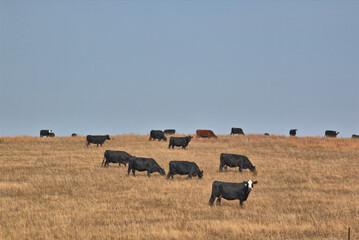 Cattle grazing on a hilltop