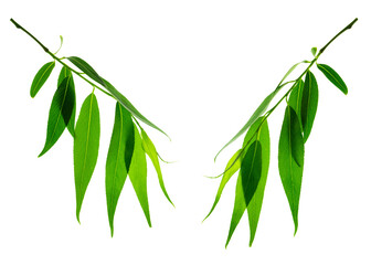 Green leaves, plants, leaves, branches isolated on white background. Willow leaves on twigs. Young spring greenery.