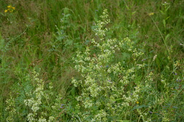 white flowers of Galium mollugo plant