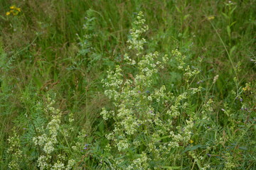 white flowers of Galium mollugo plant