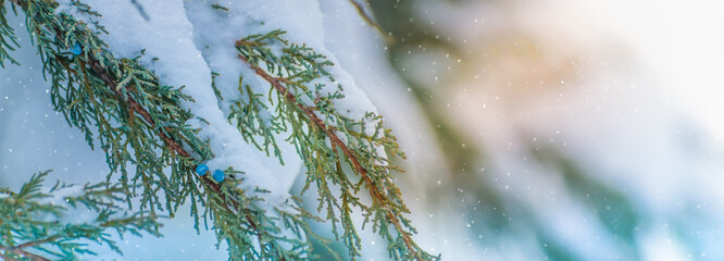 Winter panoramic scenery with snowy branches. Frozen tree branches in winter forest
