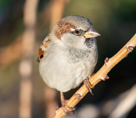 portrait of a little beautiful sparrow