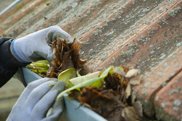 Cleaning the gutter from autumn leaves before winter season. Roof gutter cleaning process.