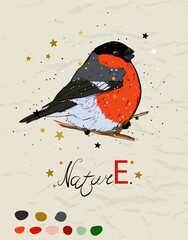Winter poster with bullfinch from new Christmas collection.