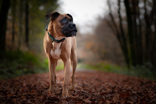 A Cute Boxer Dog In The Wood With Fall Leaves Colors