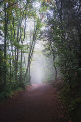 Camino misterioso en un bosque un día de niebla