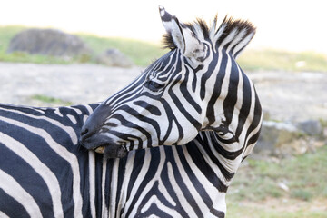 Naklejka premium zebra close up