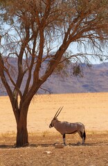 Oryx im Namib Rand Naturschutzgebiet