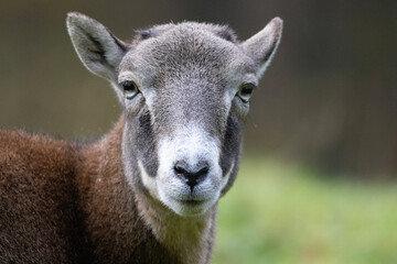 Fototapeta premium close up of a sheep