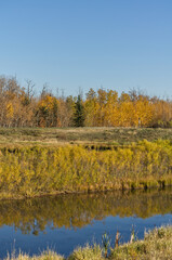 Autumn at Pylypow Wetlands in Edmonton, AB