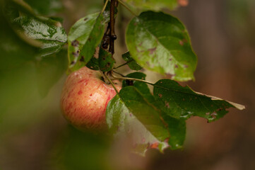 a ripe variegated apple is hanging on a branch with green damaged leaves, with a blurred background