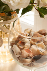 small seashells lie in an empty glass aquarium